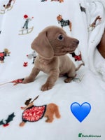 Miniature Dachshund dogs Beautiful Mini Dachshunds Pups 5 Star ⭐ Licensed - Advert 4
