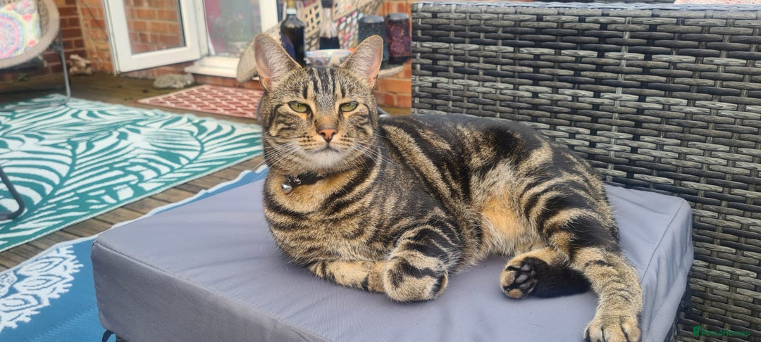 Mixed Breed cats for sale: Taz needs a new home 🏡  - Image 1
