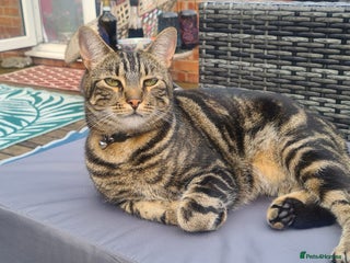 Mixed Breed cats - Advert 24