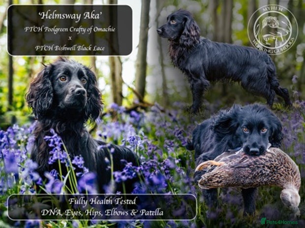 Cocker Spaniel dogs for stud in Cranbrook - Advert 3