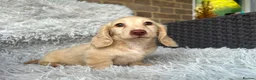 Miniature Dachshund dogs for sale: Longhaired miniature dachshund  - Advert 8