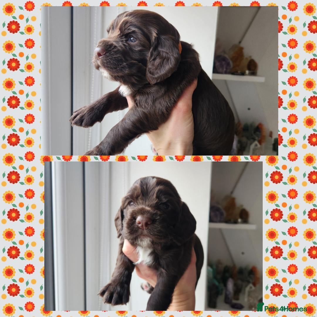 Cocker Spaniel dogs Stunning KC working cocker spaniel puppies  - Advert 12