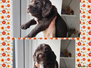 Cocker Spaniel dogs Stunning KC working cocker spaniel puppies - Advert 12