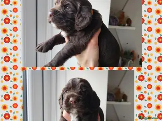 Cocker Spaniel dogs Stunning KC working cocker spaniel puppies - Advert 7
