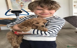 Miniature Poodle dogs for sale: Bred for temperament , health and quality. - Image 18