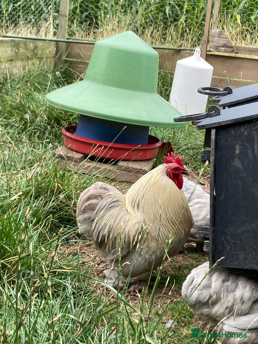 Chickens poultry for sale: Lavender Pekin cockerel  in Ashbourne - Image 2