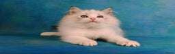 Ragdoll cats for sale: ❤️BEST KITTENS RAGDOLL❤️ CHAMPION REGIONAL WINNER  - Advert 33