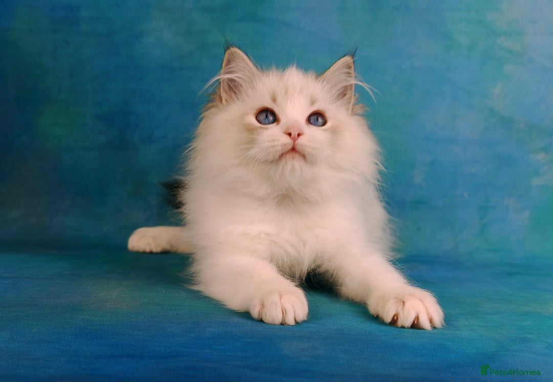Ragdoll cats for sale: ❤️BEST KITTENS RAGDOLL❤️ CHAMPION REGIONAL WINNER  - Advert 33