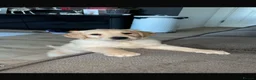 Golden Retriever dogs for sale: 9 week old golden retriever puppy - Advert 2