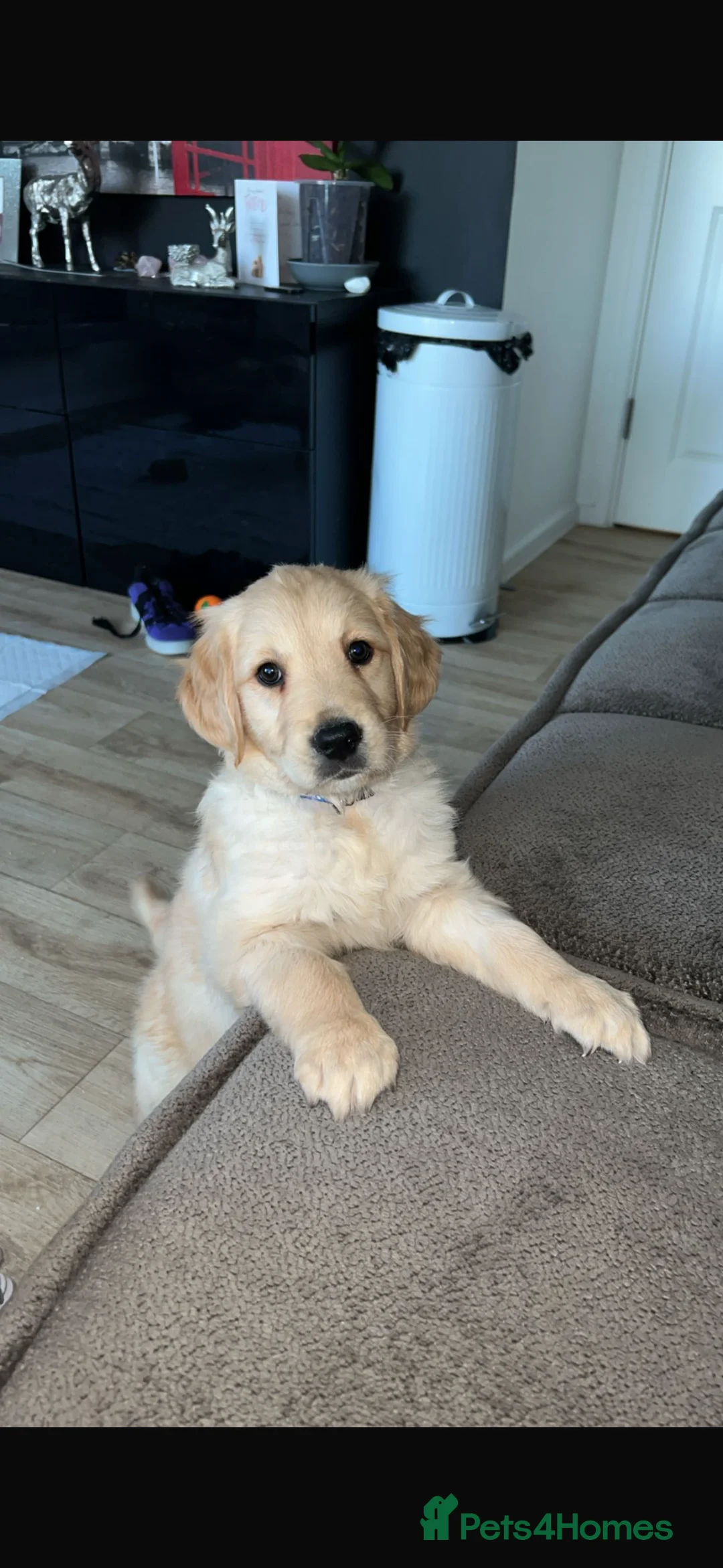 Golden Retriever dogs for sale: 9 week old golden retriever puppy - Advert 2