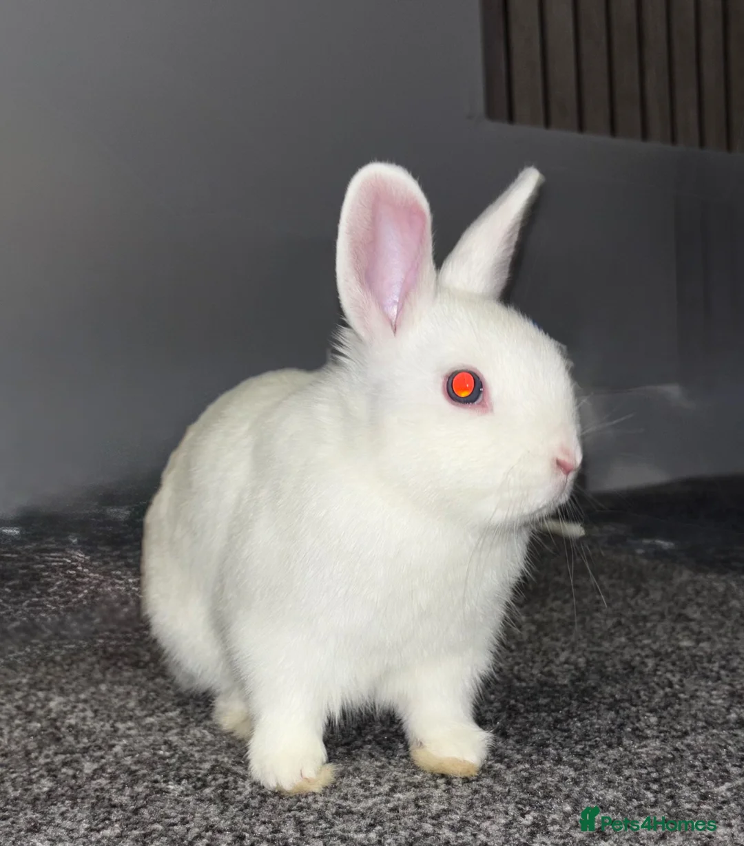 Dwarf Lop rabbits for sale: Super friendly Baby boy Rabbit 🐰  in Chichester - Advert 2