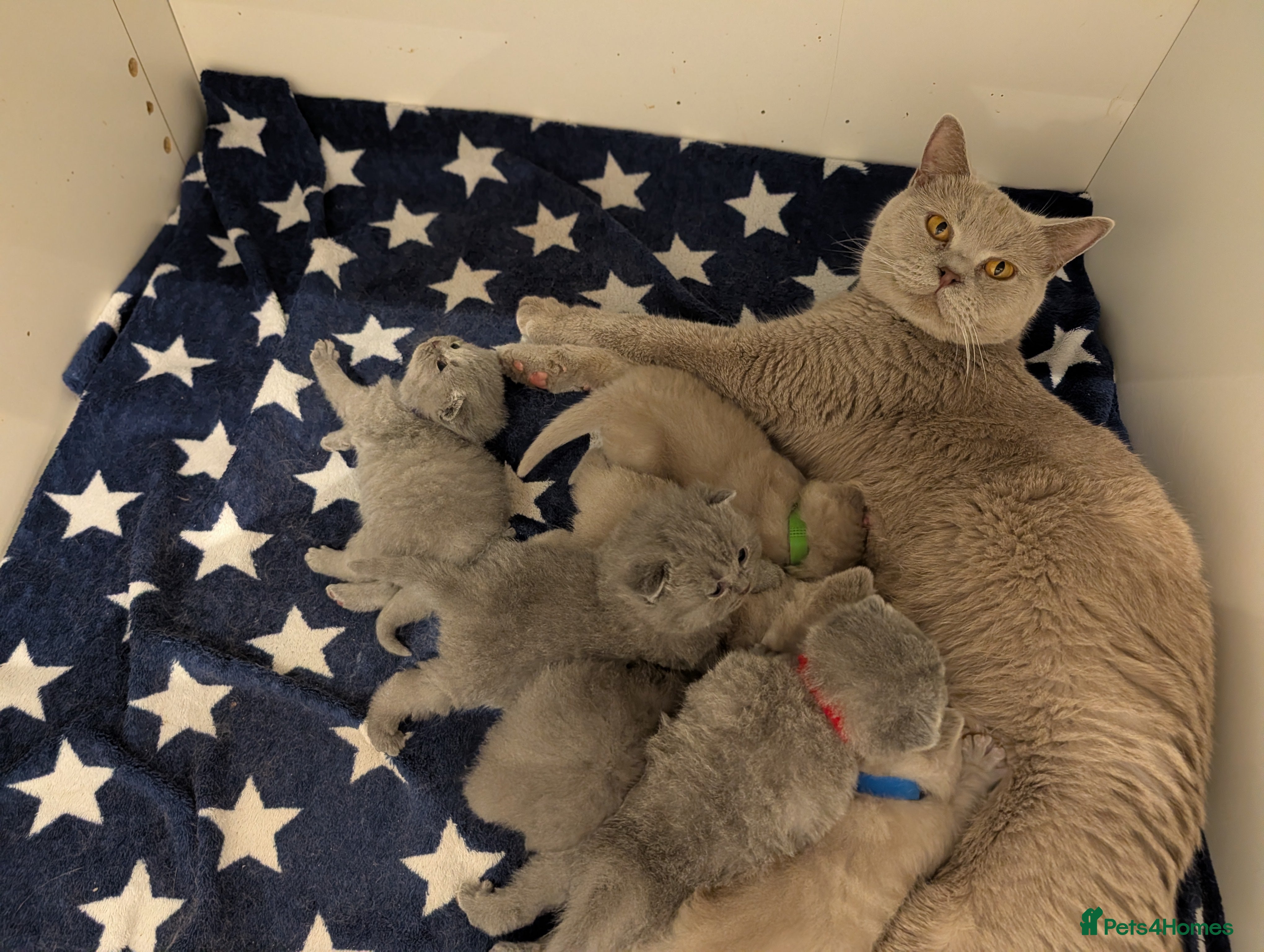 British Shorthair cats Lovely British shorthair looking for new home  in Basildon - Advert 1