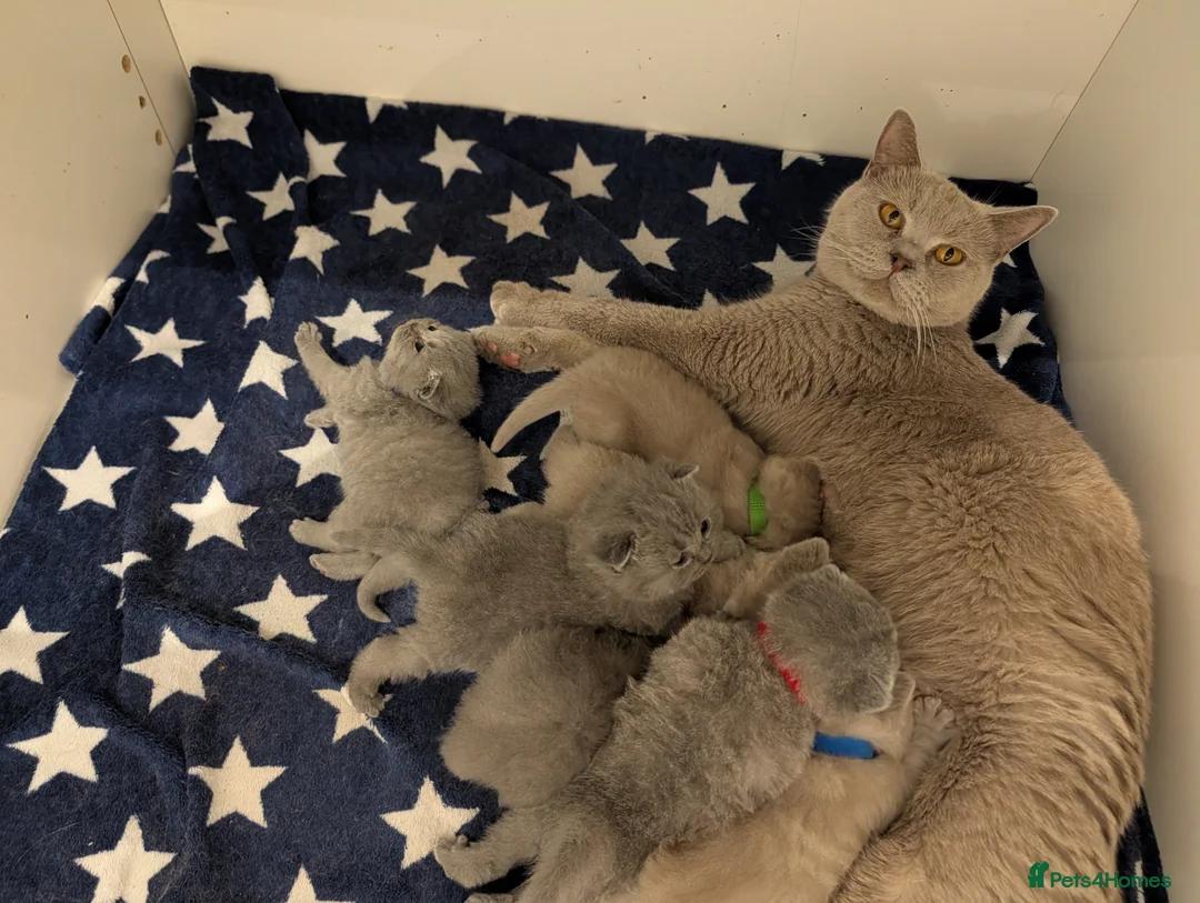 British Shorthair cats for sale: Lovely British shorthair looking for new home  - Advert 1
