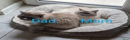 Ragdoll cats for sale: GCCF registered pedigree ragdoll kittens for sale  - Advert 4