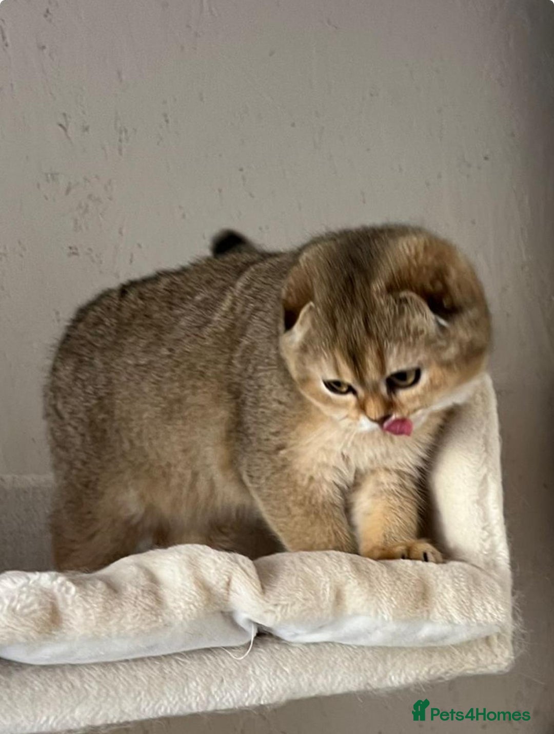 Scottish Fold cats for sale: Scottish fold and straight kittens  - Advert 14