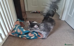 Maine Coon cats for sale: Stunning male Mainecoon  - Image 3