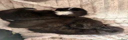 Domestic Shorthair cats for sale: 2x female kittens available.  - Advert 3