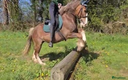 Welsh Section D horses for sale: 🌟 Gorgeous – Quality Welsh Section D – 14.2hh 🌟 - Image 10