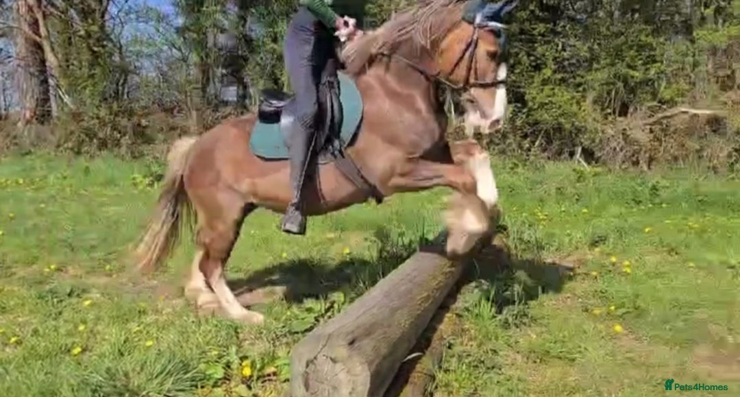 Welsh Section D horses for sale: 🌟 Gorgeous – Quality Welsh Section D – 14.2hh 🌟 - Image 10