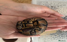 Python Snake reptiles for sale: Royal Python Hatchlings - Image 4
