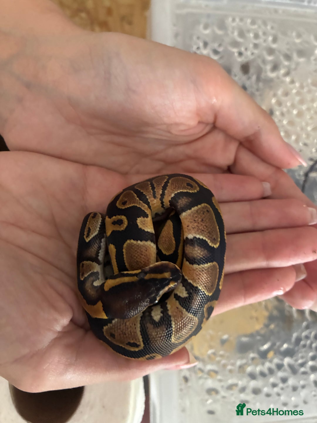 Python Snake reptiles for sale: Royal Python Hatchlings - Image 4