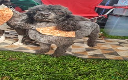 Miniature Poodle dogs for sale: Beautiful KC registered miniature poodles  - Image 5