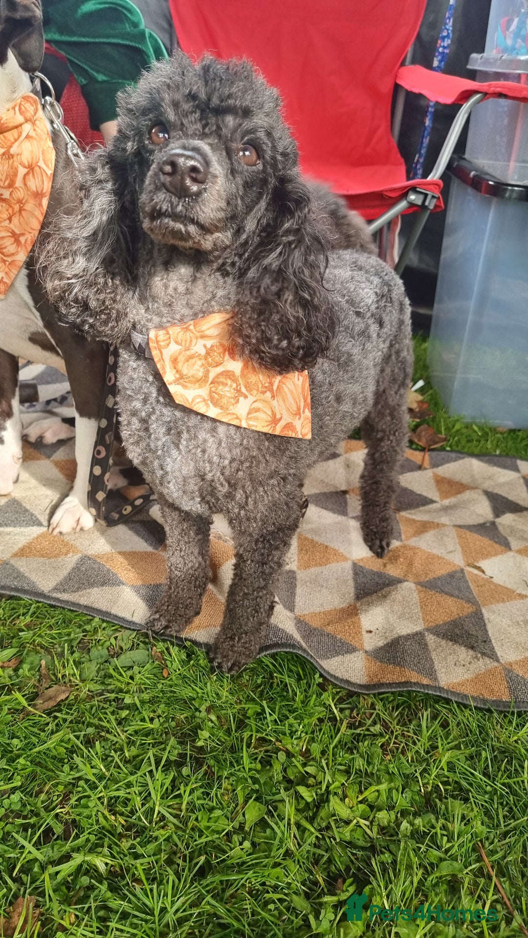 Miniature Poodle dogs for sale: Beautiful KC registered miniature poodles  - Image 5