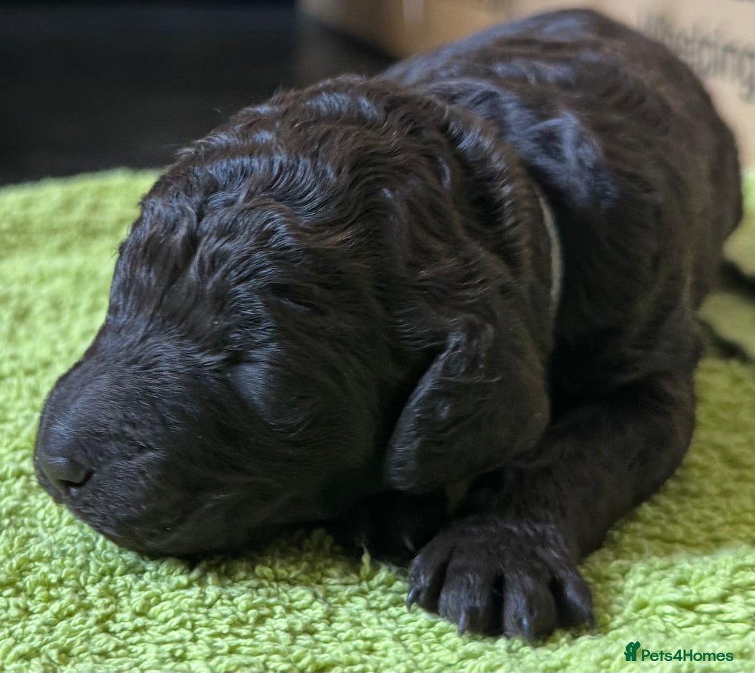 Standard Poodle dogs for sale: Wonderful standard poodle pup’s - Advert 27