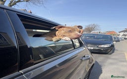 American Bully dogs for sale: Pocket bully for sale! - Image 3