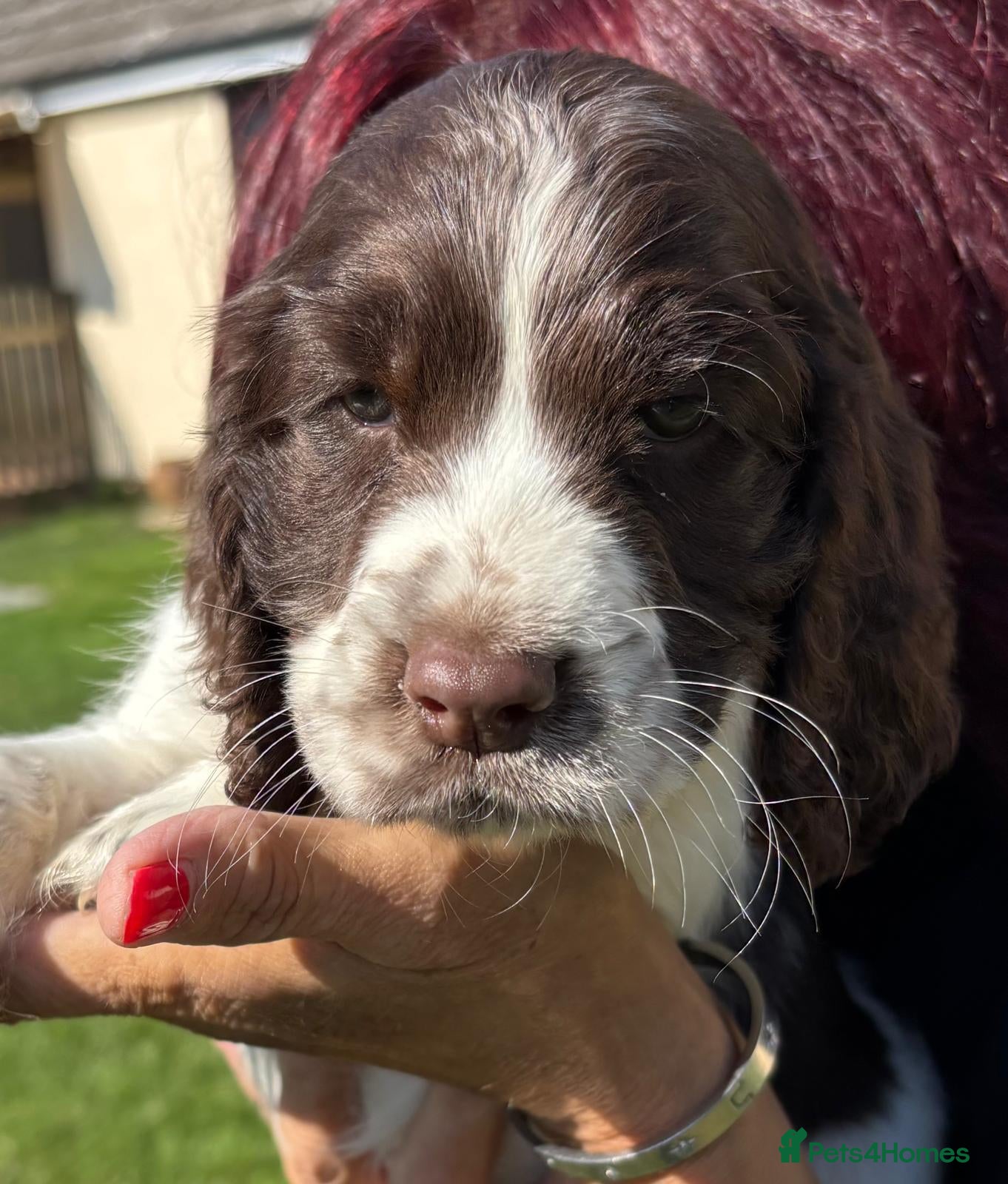 English Springer Spaniel dogs Gayener English Springer Spaniels - Advert 2