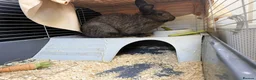 Mixed Breed rabbits for sale: Mix breed lion heads for sale in Stoke-on-Trent - Advert 2