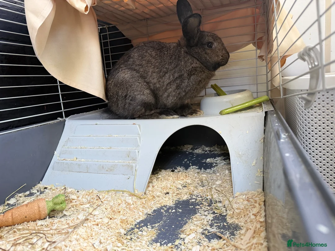 Mixed Breed rabbits for sale: Mix breed lion heads for sale in Stoke-on-Trent - Advert 2