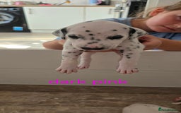 Dalmatian dogs for sale: Ready to leave 17th august in Banbury - Image 4