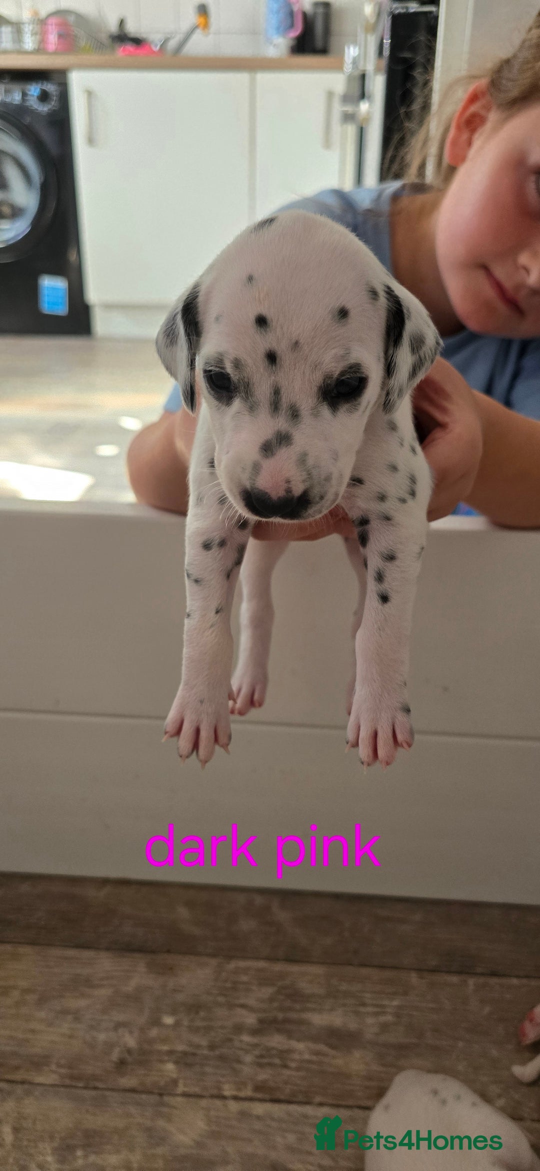 Dalmatian dogs for sale: Ready to leave 17th august in Banbury - Image 4