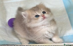 British Longhair cats for sale: Blue golden shaded of the world 🏆's offspring - Image 2