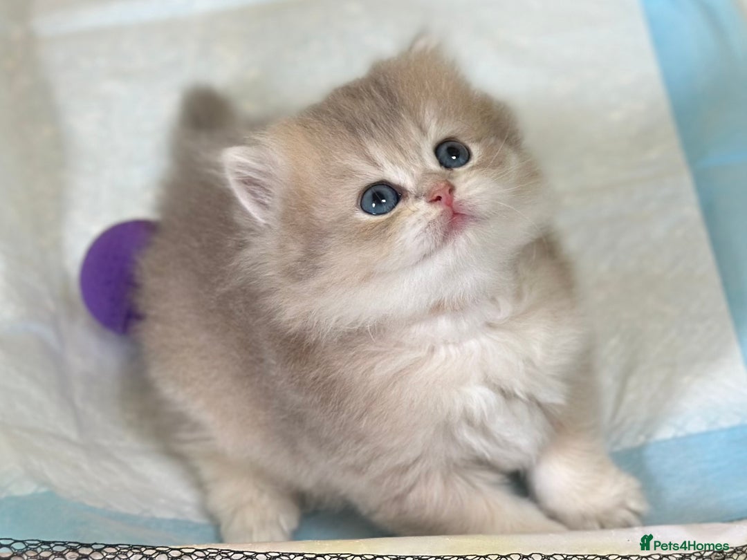British Longhair cats for sale: Blue golden shaded of the world 🏆's offspring - Image 2