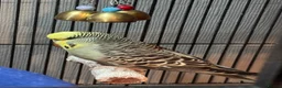 Budgerigars birds for sale: Adorable, tame budgie - Advert 4