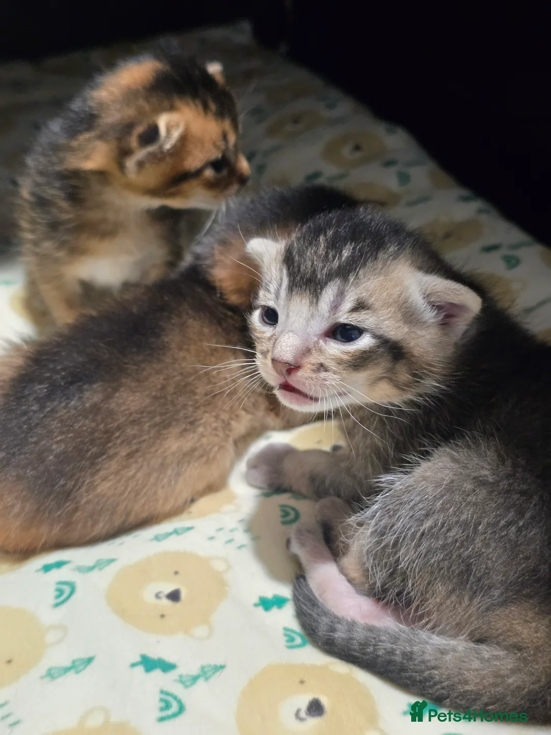 Abyssinian cats for sale: Stunning Kittens – Not to Miss - Advert 8