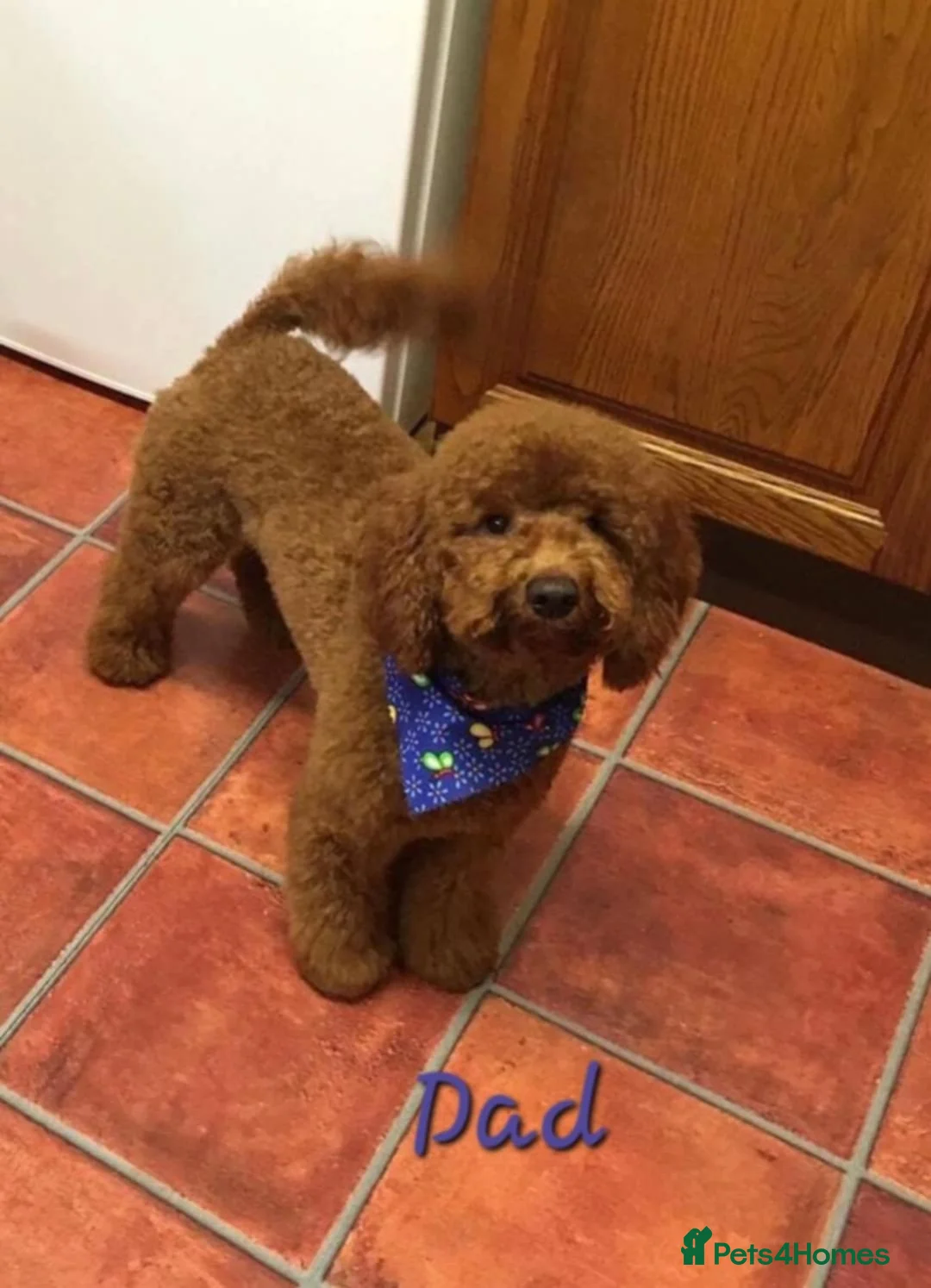 Australian Labradoodle dogs for sale:  👑 Multigen Toy Bred Australian Double Doodles 👑 - Advert 28