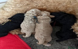 Australian Labradoodle dogs for sale: 5* health tested Australian labradoodles - Image 9