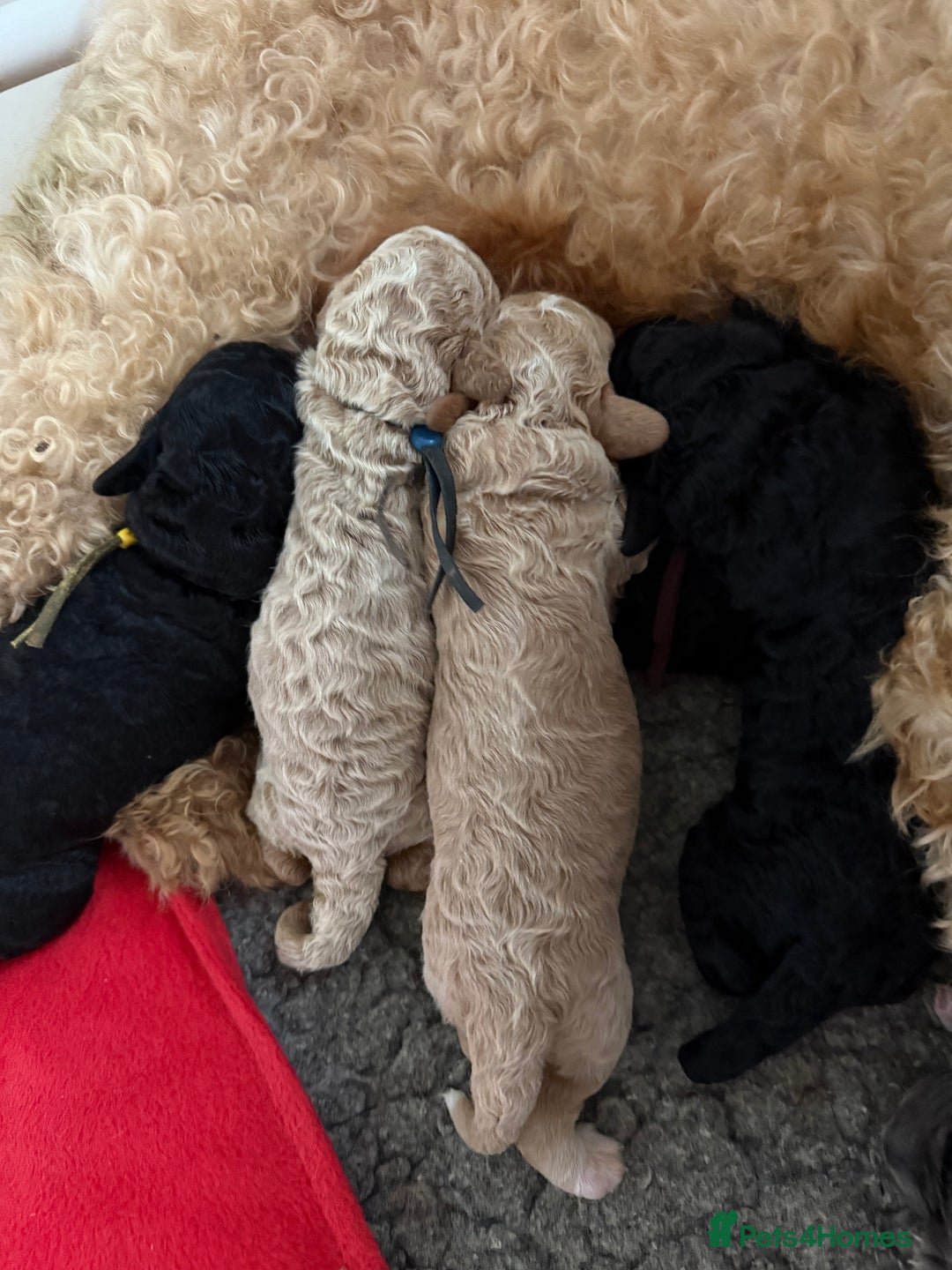 Australian Labradoodle dogs for sale: 5* health tested Australian labradoodles - Image 9