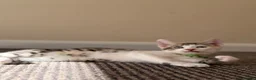 British Shorthair cats for sale: ✨5th Gen BSH x Bengal Kittens-Bear, Bagel & Bella✨ - Advert 21