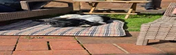 English Springer Spaniel dogs for sale: English Springer Spaniel for sale - Advert 5