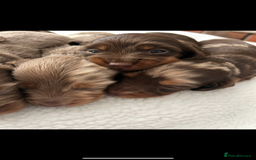 Miniature Dachshund dogs for sale: 🤍🐾 READY NEXT WEEK 🐾🤍 - Image 24