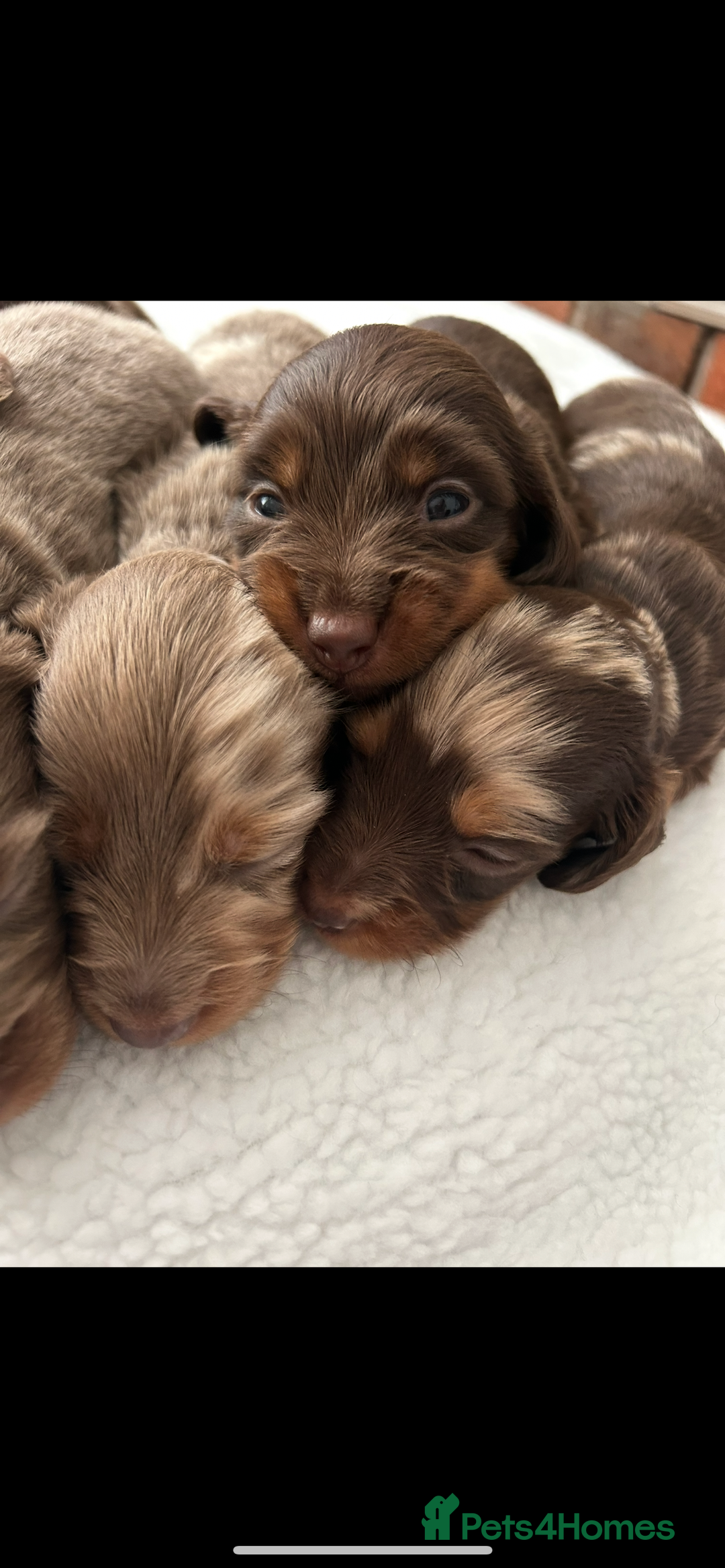 Miniature Dachshund dogs for sale: 🤍🐾 READY NEXT WEEK 🐾🤍 - Image 24