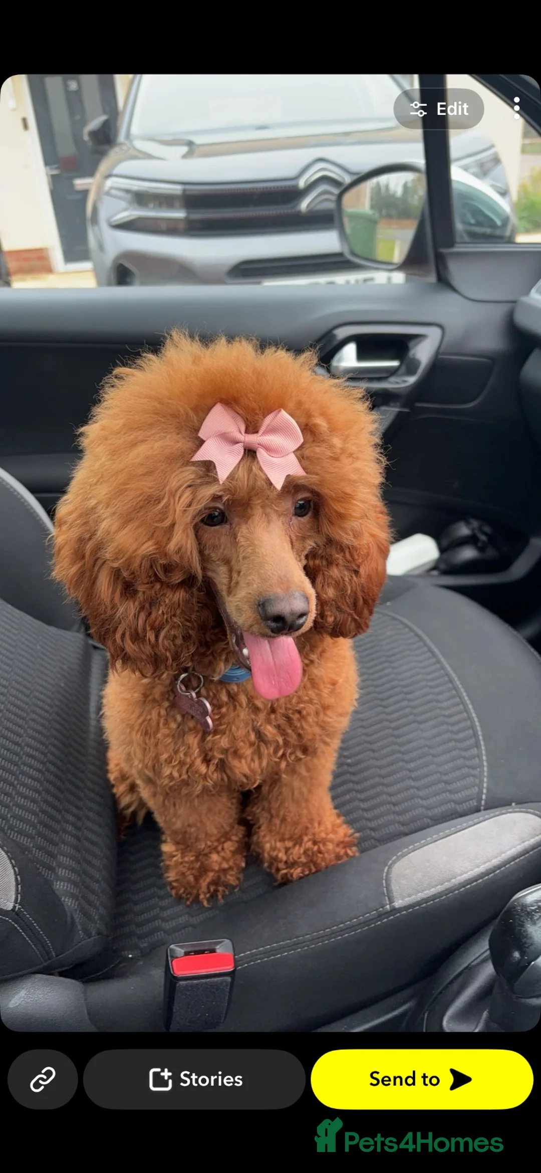 Miniature Poodle dogs for sale: Beautiful Miniature poodle puppies  in Thetford - Advert 2