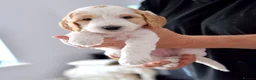 Mini Goldendoodle dogs for sale: Mini Goldendoodle  - Advert 17