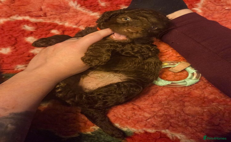 Cockapoo dogs Multigen Merle & Chocolate Cockapoo Puppies - Advert 4