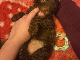 Cockapoo dogs Multigen Merle & Chocolate Cockapoo Puppies - Advert 9