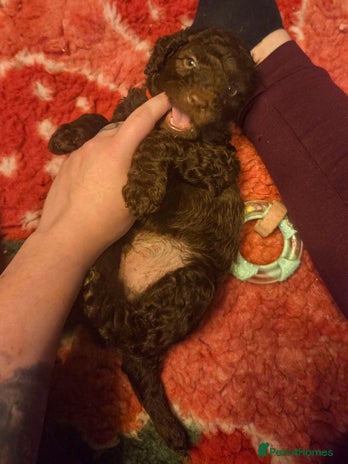 Cockapoo dogs Multigen Merle & Chocolate Cockapoo Puppies - Advert 4